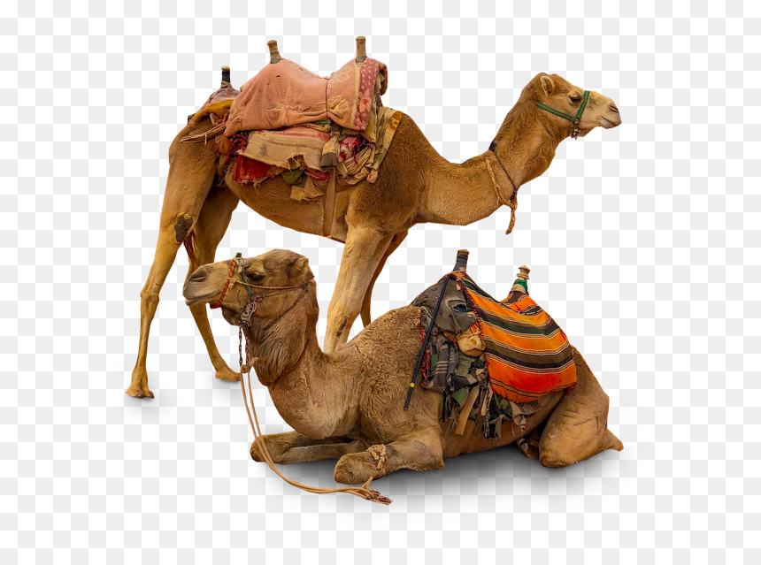 Arabian Camel, HD Png Download - camel png
