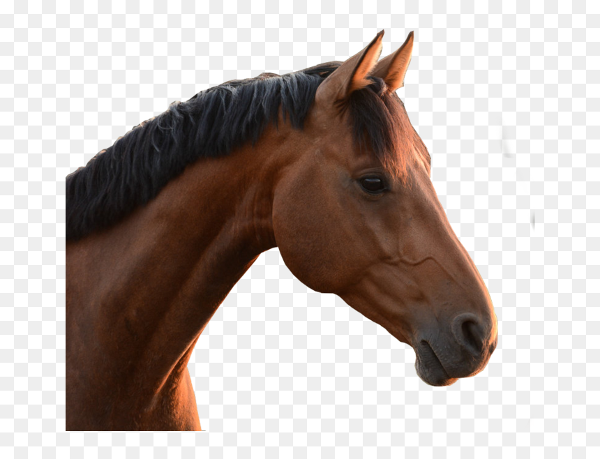 Horse Head Png, Transparent Png - horse head png