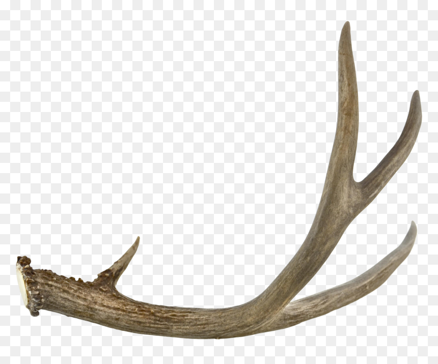 Antlers Png Download - Transparent Transparent Background Antler Png, Png Download - antlers png