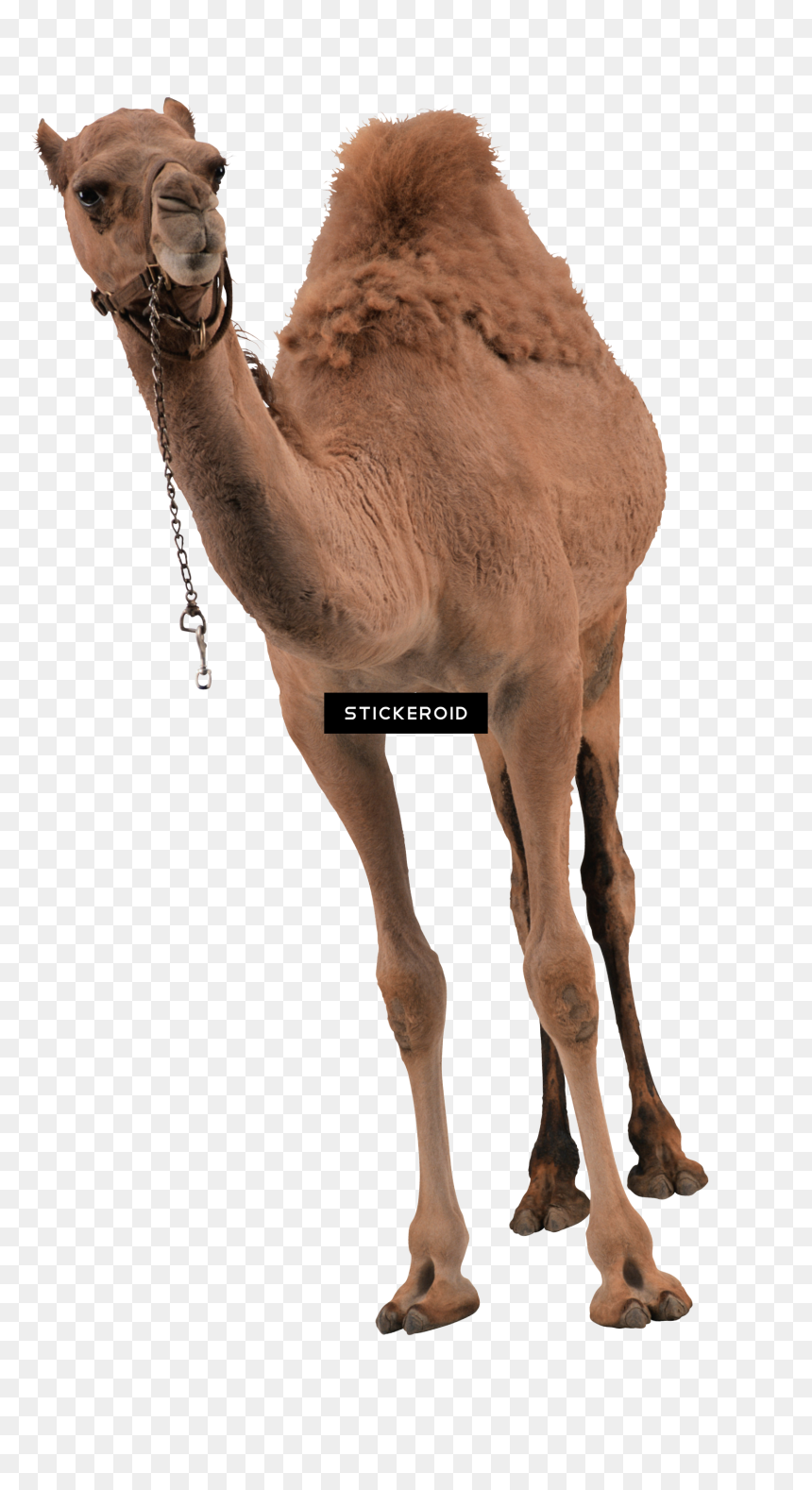 Camel , Png Download - Egyptian Camels Transparent, Png Download - camel png
