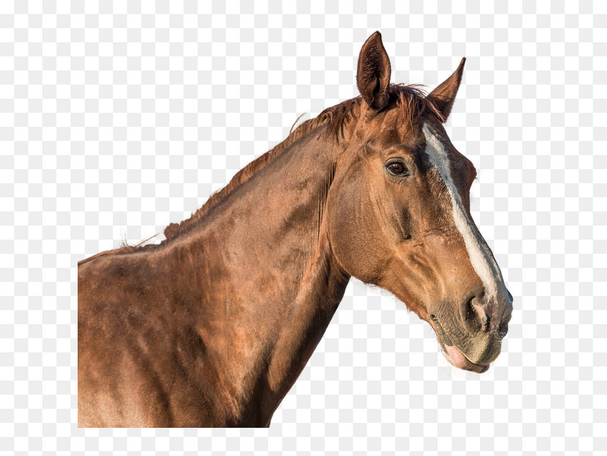 Caballo Png, Transparent Png - horse head png