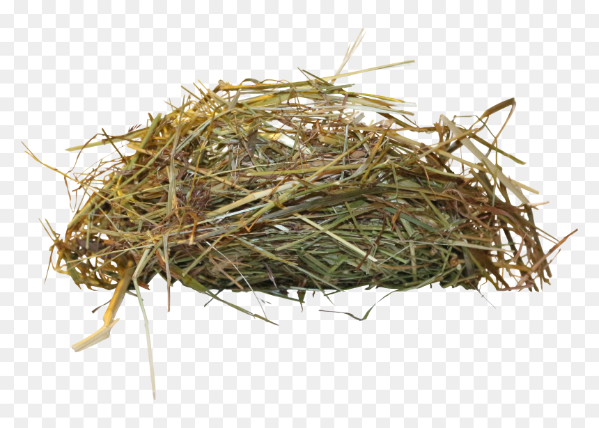 Bird Nest Png, Transparent Png - nest png