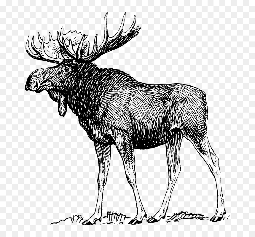 Moose Black And White, HD Png Download - antlers png
