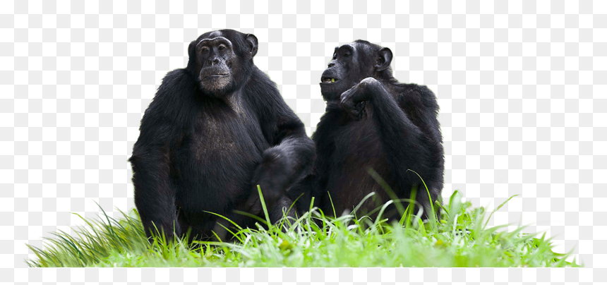 Chimpanzees Sitting On Grass Clip Arts - Chimpanzees Png, Transparent Png - grass.png