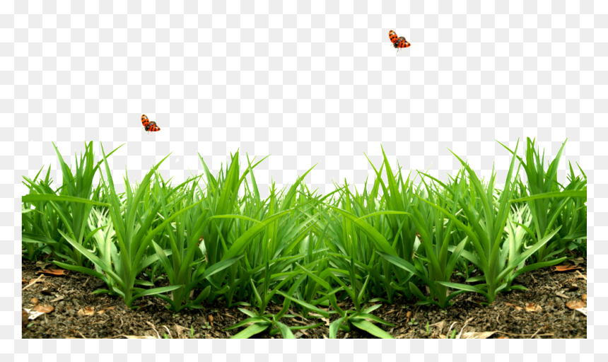Photo 0 785e0 5f3e5edf Xxxl Zps8c37d4e9 - 护 眼 壁纸, HD Png Download - grass.png
