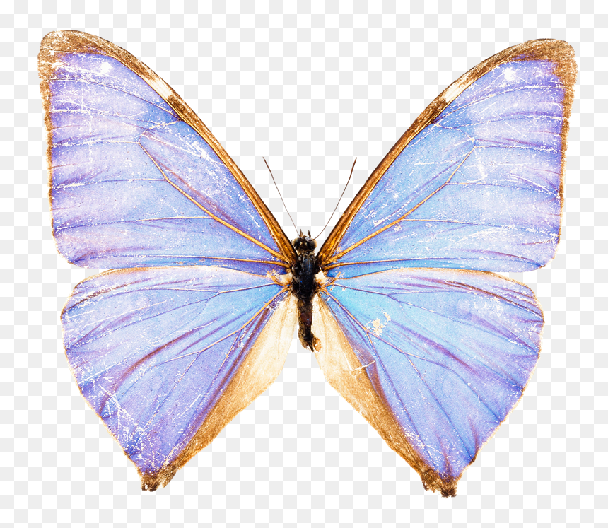 Thumb Image - Blue Butterflies On White Background, HD Png Download - mariposas png