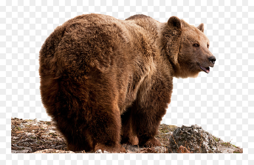Grizzly Bear Png - Grizzly Bear Transparent, Png Download - grizzly bear png