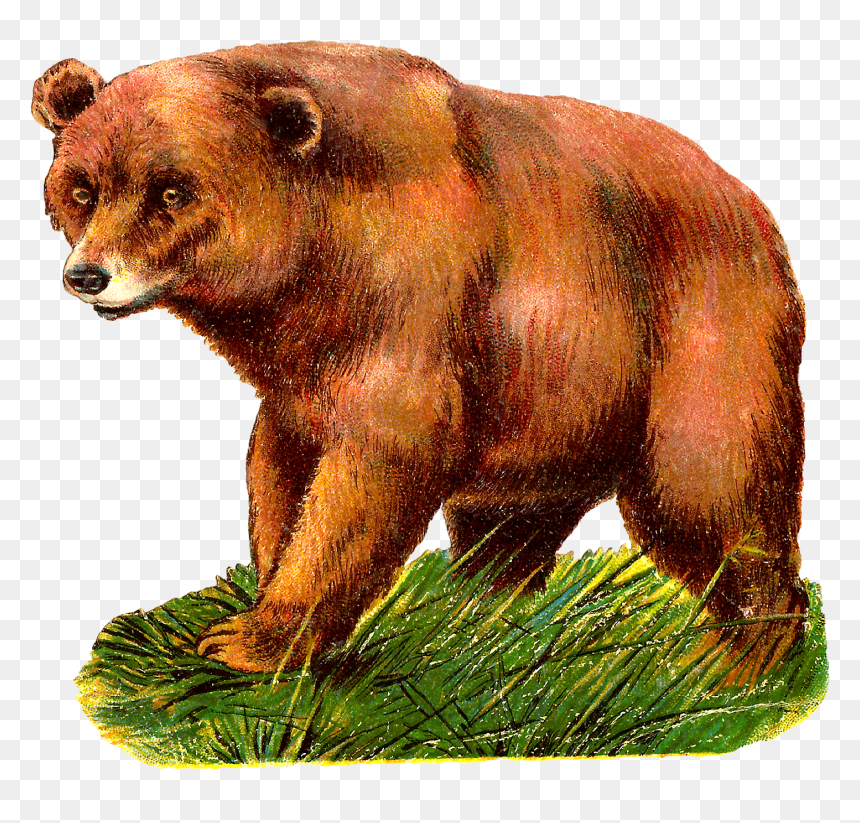 Digital Grizzly Bear Clipart Download - Grizzly Bear Animal Clipart, HD Png Download - grizzly bear png