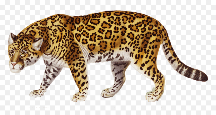 Claw Scratch Clipart Jaguar - Jaguar Clipart, HD Png Download - claw png