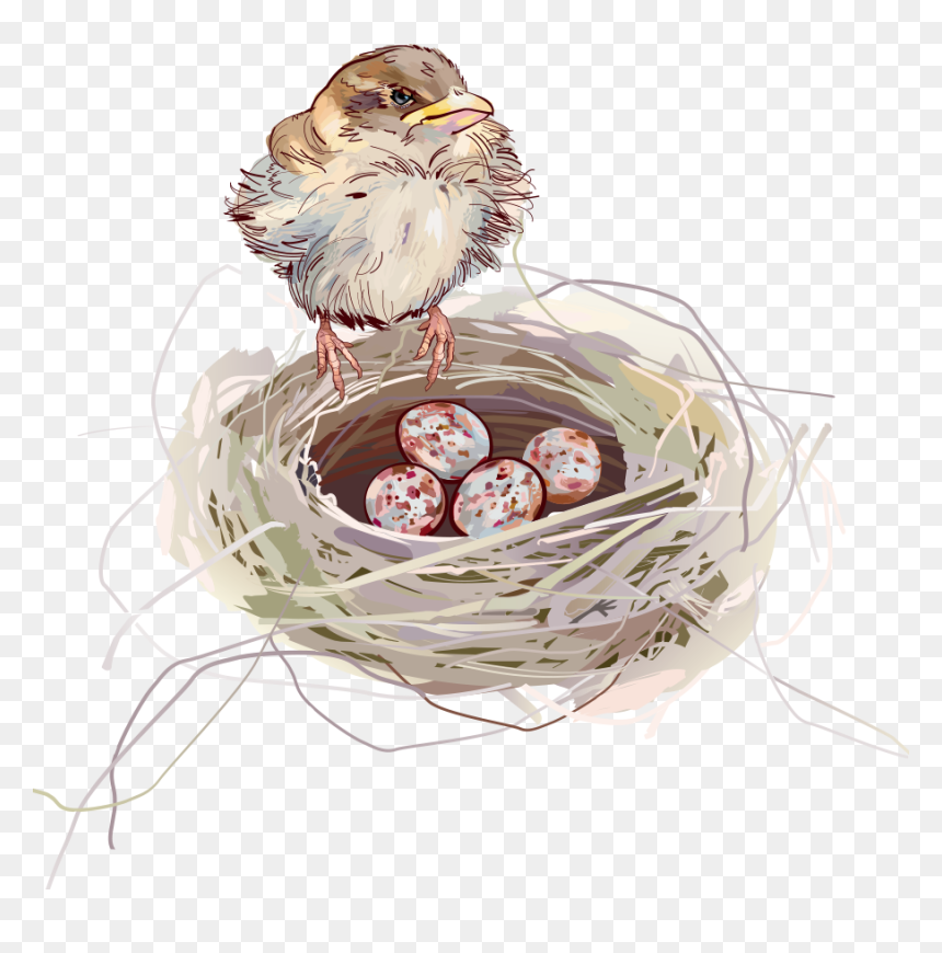 Nest Png Background - Birds In Nest Vector, Transparent Png - nest png