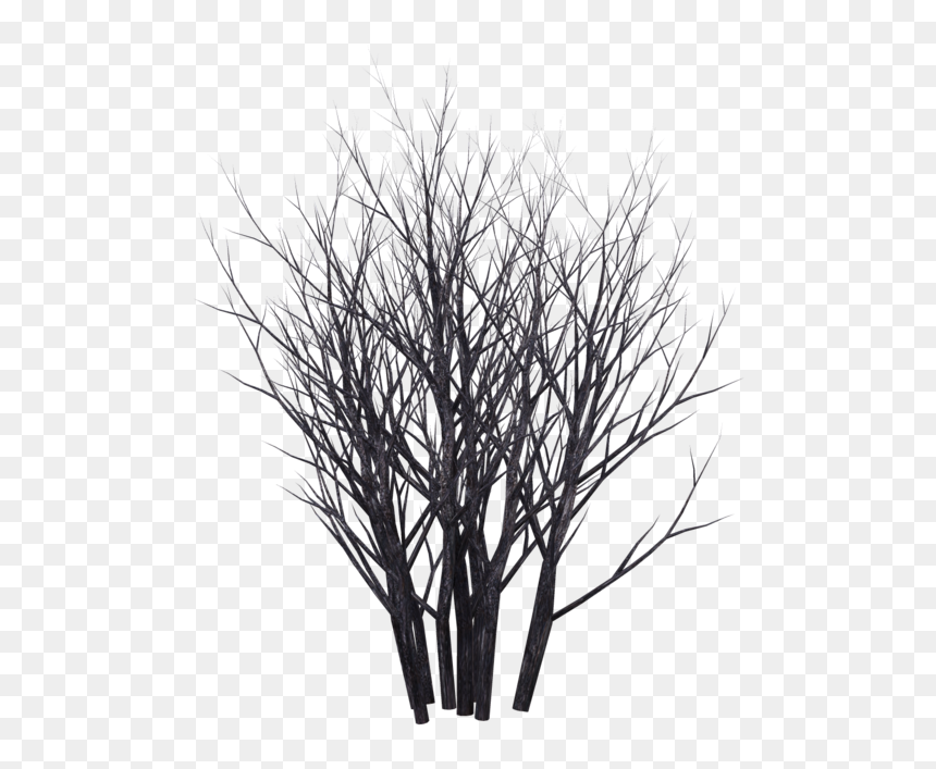 Shrubs Png Black And White - Winter Bush Png, Transparent Png - shrubs png