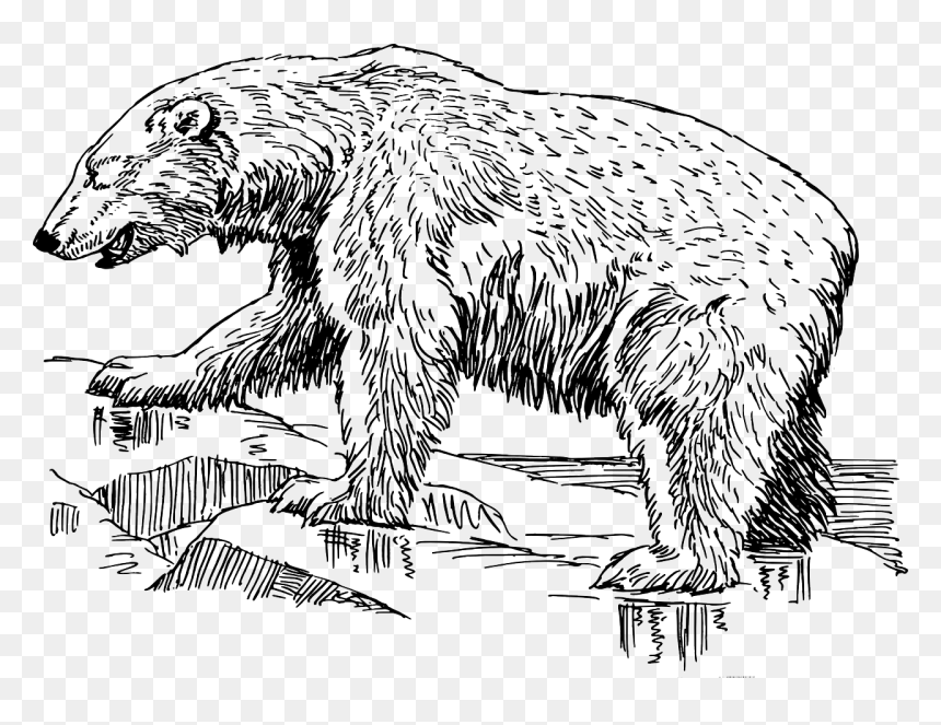Polar Bear Drawing Black And White, HD Png Download - grizzly bear png