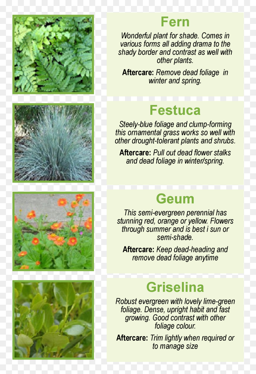 Fern Wonderful Plant For Shade - Korean Rock Fern, HD Png Download - shrubs png