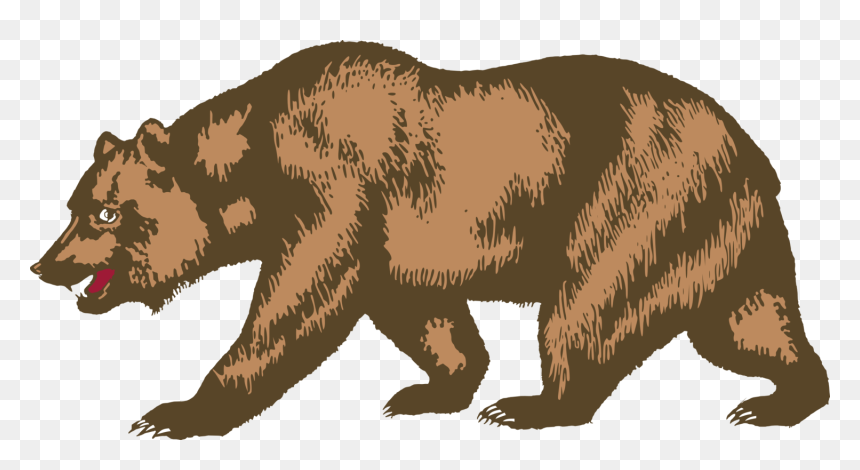 Wildlife,carnivoran,bear - Clipart Grizzly Bear, HD Png Download - grizzly bear png