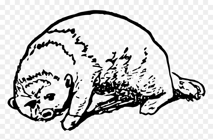 Otter Clip Arts - Otters, HD Png Download - otter png