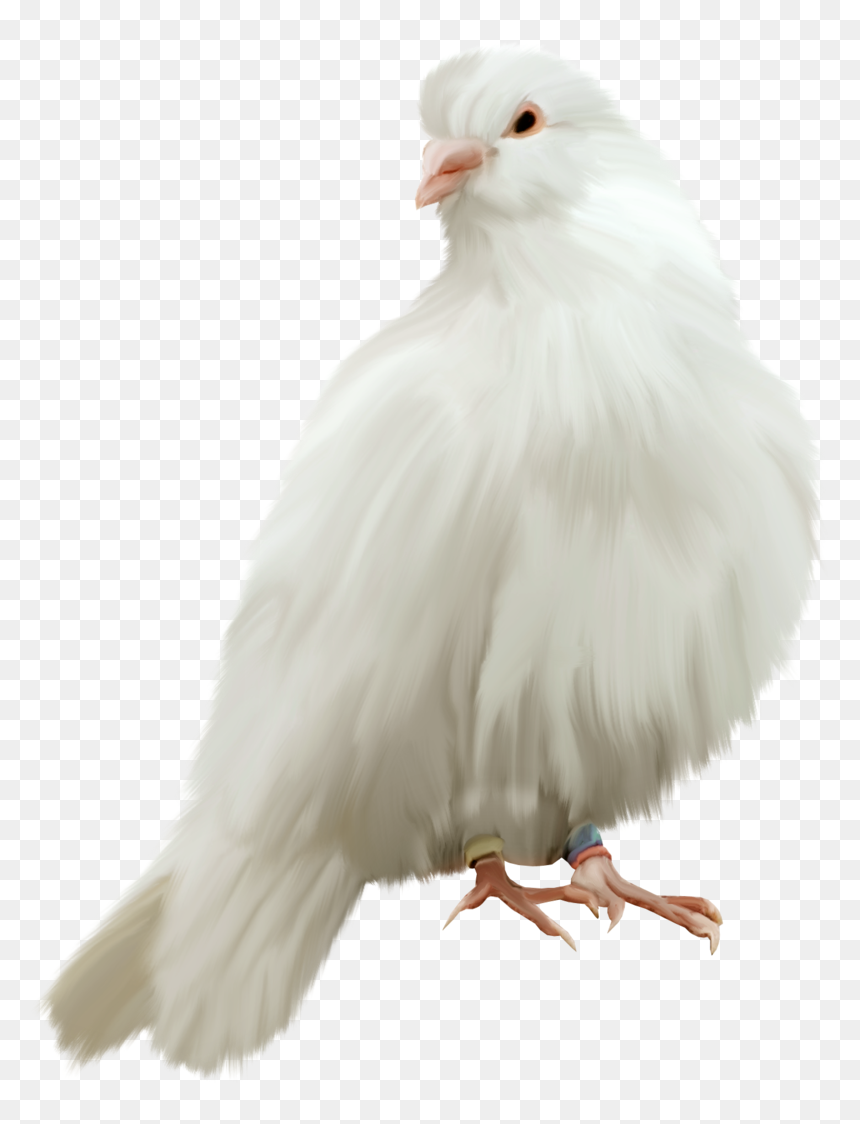 Transparent Pigeon Png - White Pigeon Png Hd, Png Download - pigeon png