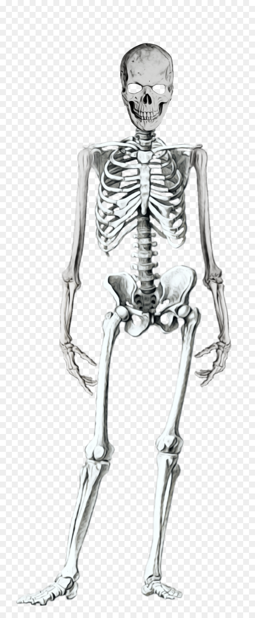 #skeleton #skeletonbody #skull #skeletonhead #bones, HD Png Download - dead body png