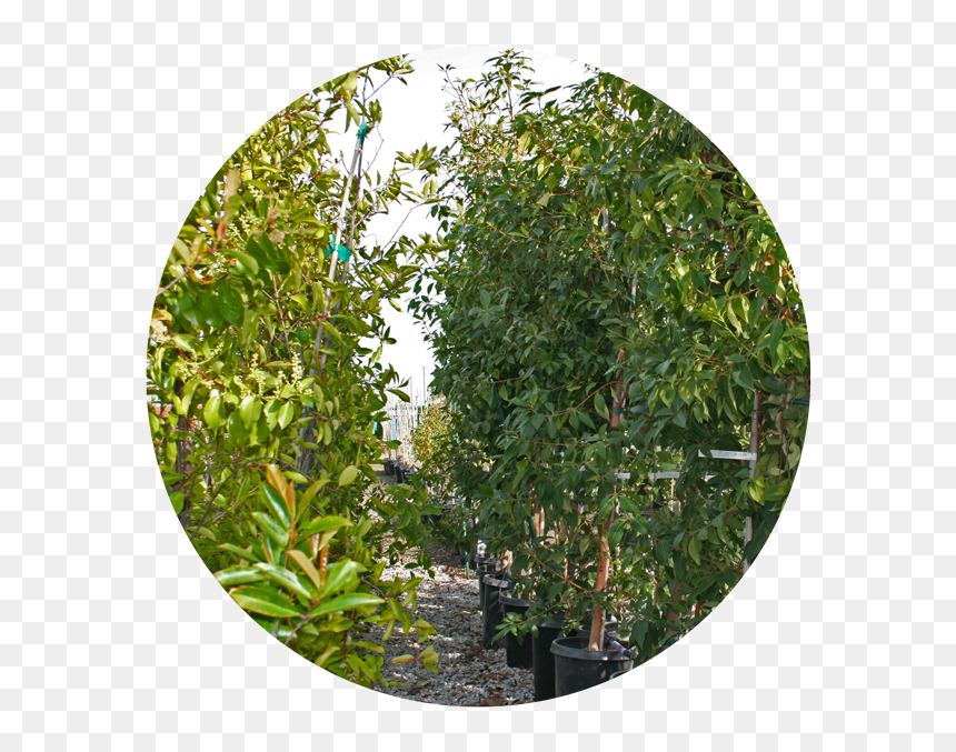 Nursery Tree Icon2 - Plane, HD Png Download - shrubs png