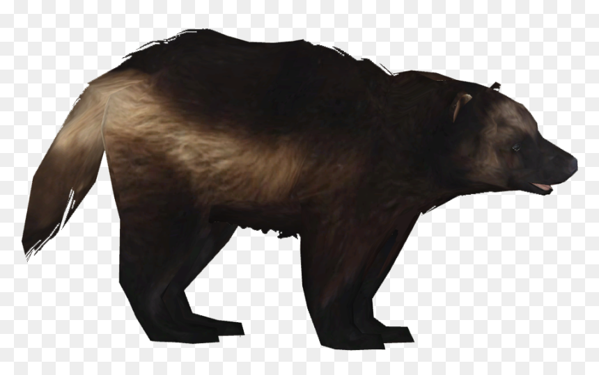 Clip Athamus Zt Download Library - American Black Bear, HD Png Download - grizzly bear png
