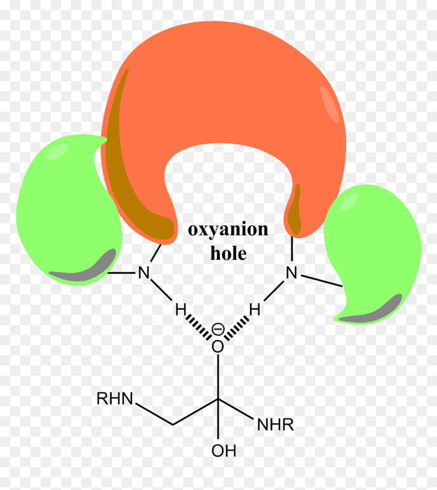 Oxyanion Hole, HD Png Download - hole png