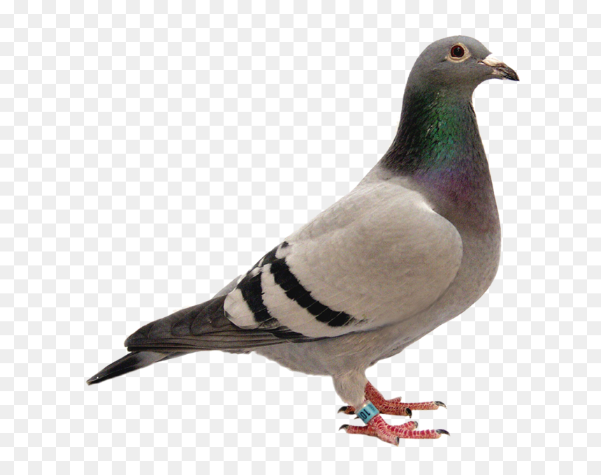 Pigeon, HD Png Download - pigeon png