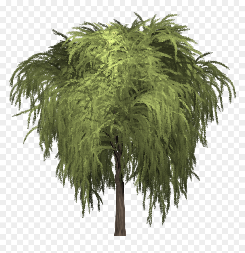 Some Willows Are Low-growing Or Creeping Shrubs - Shrub, HD Png Download - shrubs png