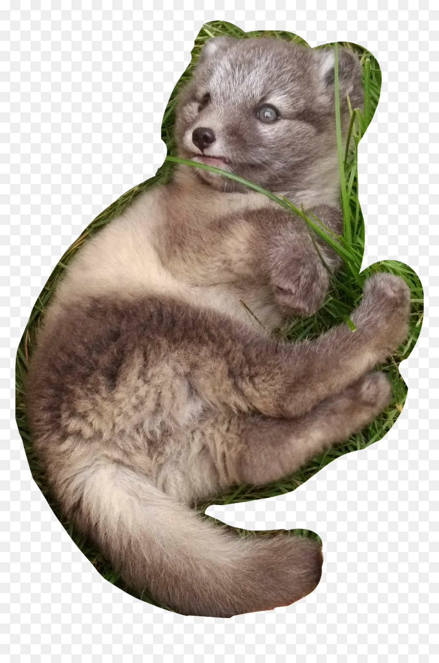 #polarfuchs #baby #fox - North American River Otter, HD Png Download - otter png
