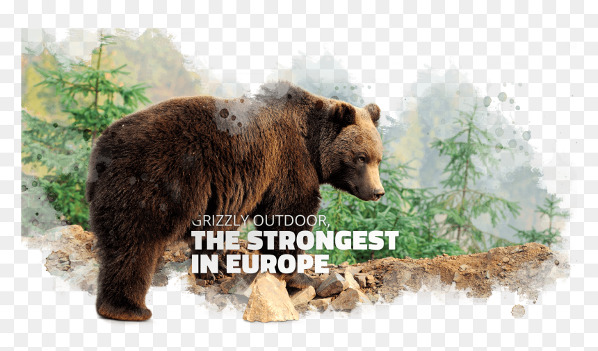 Powerful By Nature - Grizzly Bear, HD Png Download - grizzly bear png