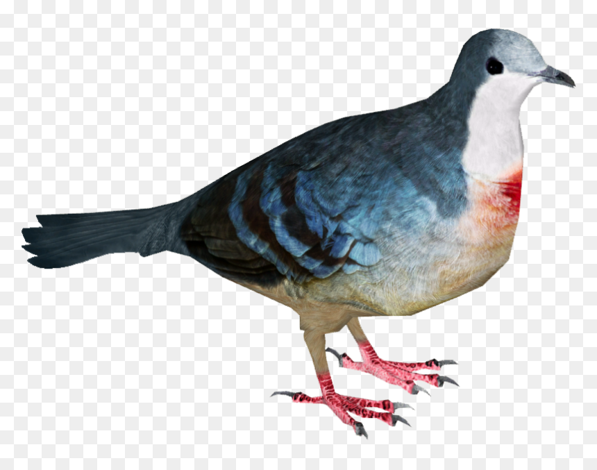 Luzon Bleeding Heart - Luzon Bleeding Heart Png, Transparent Png - pigeon png