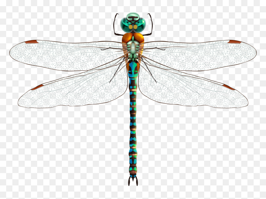 Dragonfly Png Clip Art, Transparent Png - dragonfly png