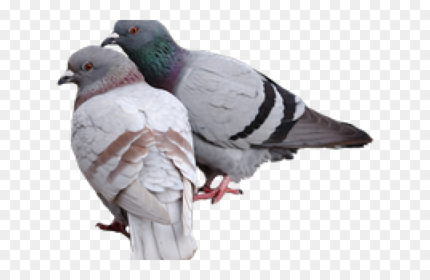 Pigeon Png Transparent Images - Pigeons Png, Png Download - pigeon png