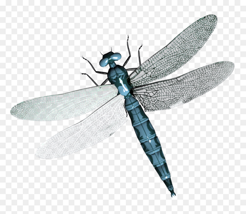 Dragonfly Png - Transparent Background Dragonfly Transparent, Png Download - dragonfly png