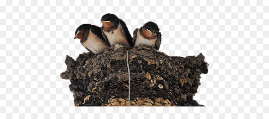 Nest Png Photo Image - Swallow, Transparent Png - nest png