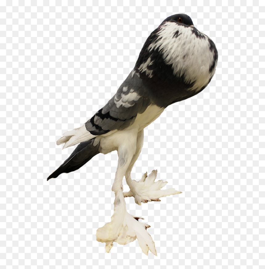 Picture - Pouter Pigeon Png, Transparent Png - pigeon png