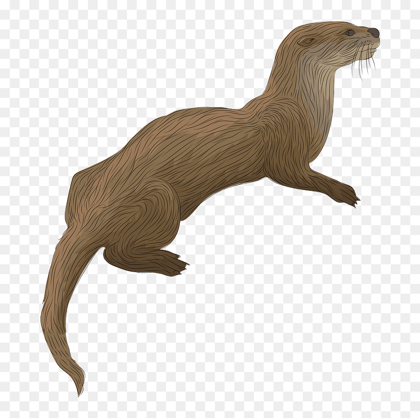 River Otter Clipart, HD Png Download - otter png