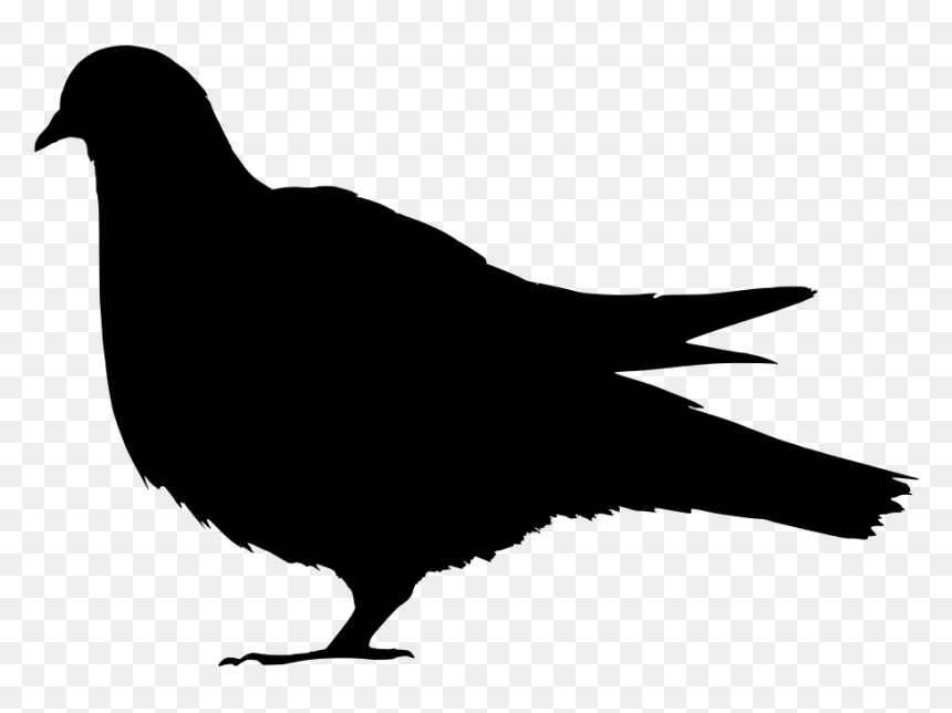 Domestic Pigeon Columbidae Silhouette Clip Art - Transparent Background Pigeon Silhouette Png, Png Download - pigeon png