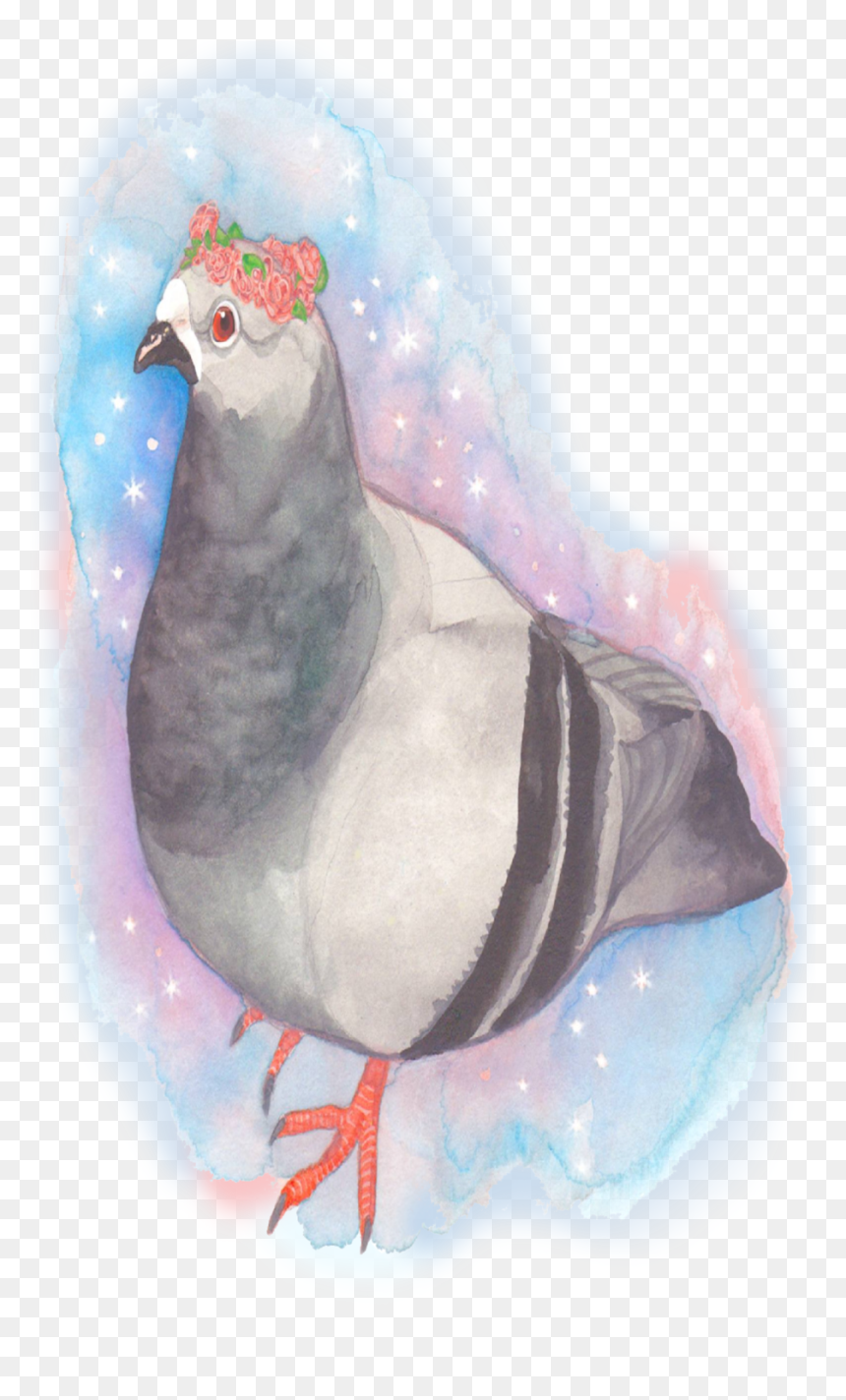 Pigeon, HD Png Download - pigeon png