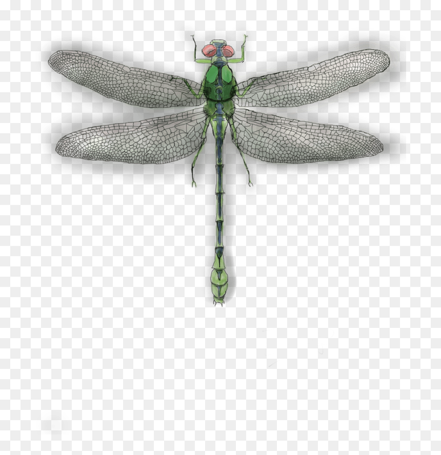 Net-winged Insects, HD Png Download - dragonfly png