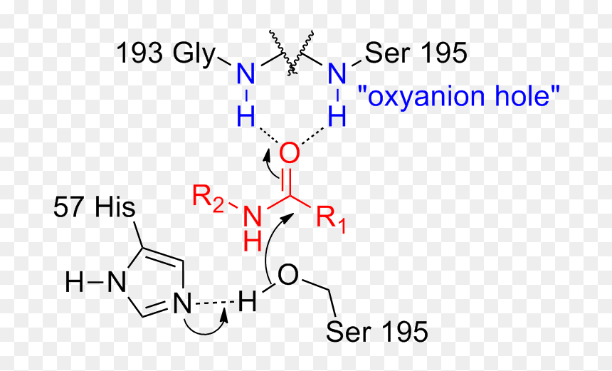 Serine Protease Oxyanion Hole - Oxyanion Hole Catalytic Triad, HD Png Download - hole png