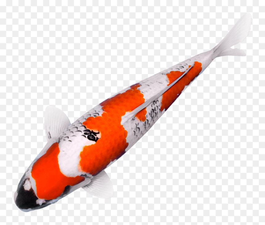 Twenty Five Years In The Business Means Access To A - Koi Fish No Background, HD Png Download - koi fish png