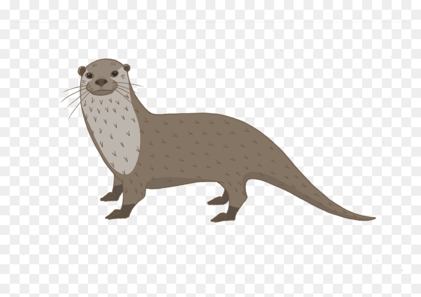 North American River Otter , Png Download - Ferret, Transparent Png - otter png