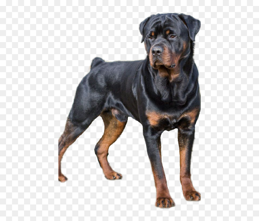 Types Of Dogs , Png Download - Imágenes De Perros Rottweiler, Transparent Png - dogs png