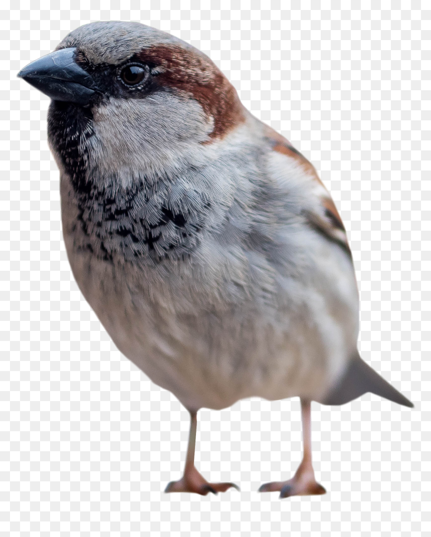 Standing Png Image Purepng - Free Sparrow Transparent Image Png, Png Download - pigeon png