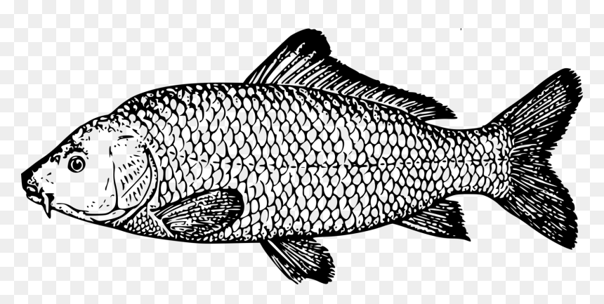 Koi Fish Pond Carp Fish Pond - Fish Drawing Png, Transparent Png - koi fish png