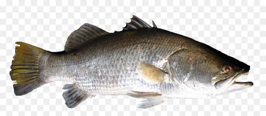 Salmon Fish Products Barramundi Perch Bass - Png Transparent Fish Png, Png Download - koi fish png