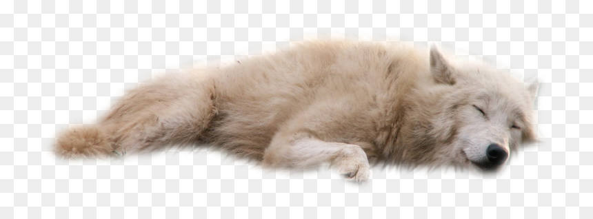 White Wolf Png By Raynexstorm - White Wolf Transparent Background, Png Download - white wolf png