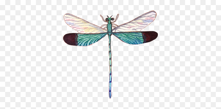 Watercolor Painting, HD Png Download - dragonfly png