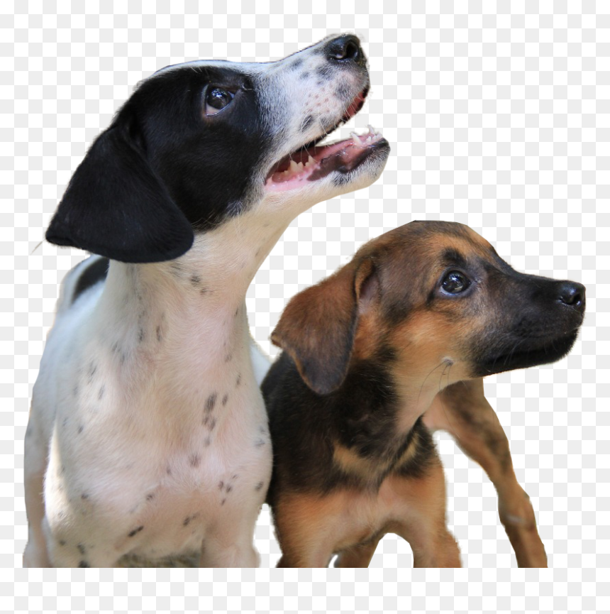 Transparent Mean Dog Png - Companion Dog, Png Download - dogs png