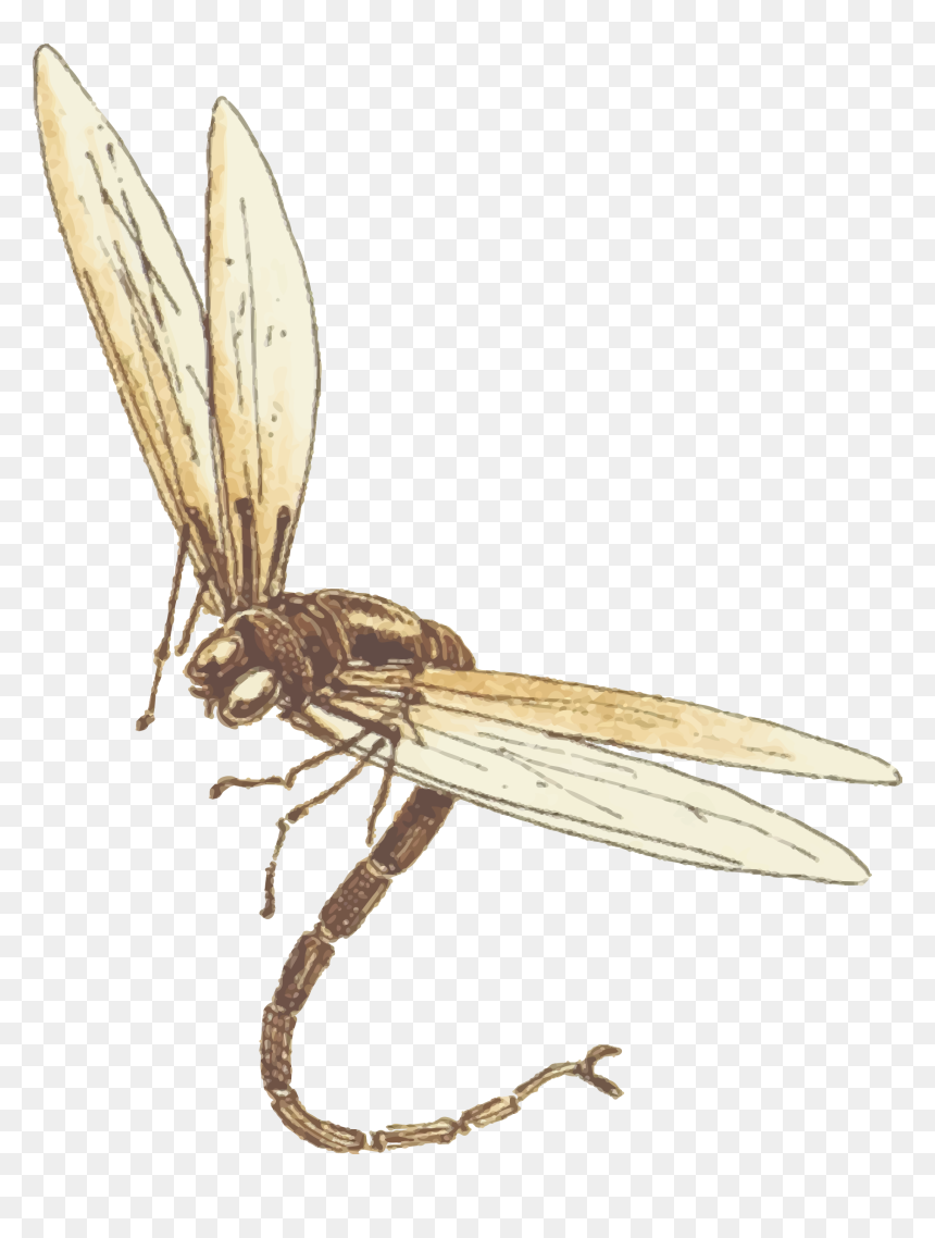 Dragonfly Download Png Image - Dragonfly, Transparent Png - dragonfly png