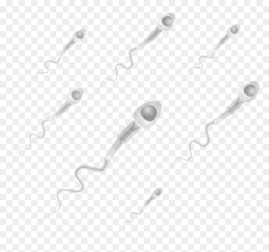 Chain, HD Png Download - sperm png